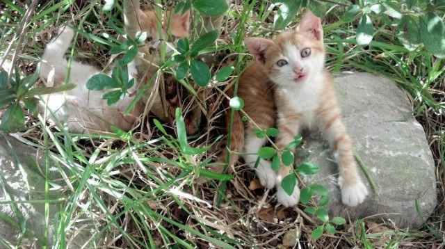 魔改篮球宇宙，当吉林队跨时空淘汰雄鹿，詹姆斯成行走的胜负手