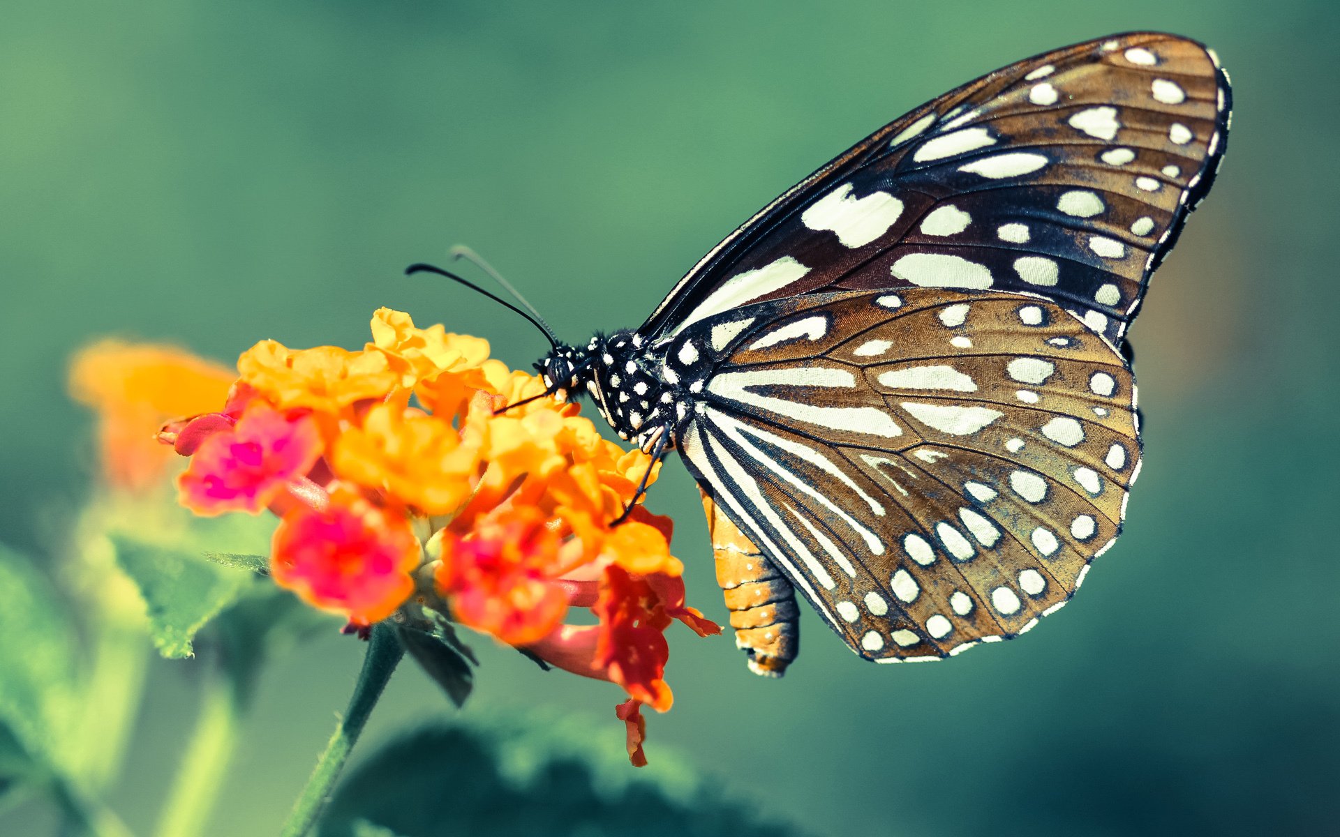 看到您的要求，这是一次精彩的足球话题创作。两个关键词分别指向个体巨星的高光与团队战术的胜利，将它们融合，能写出一篇富有层次感的深度评述