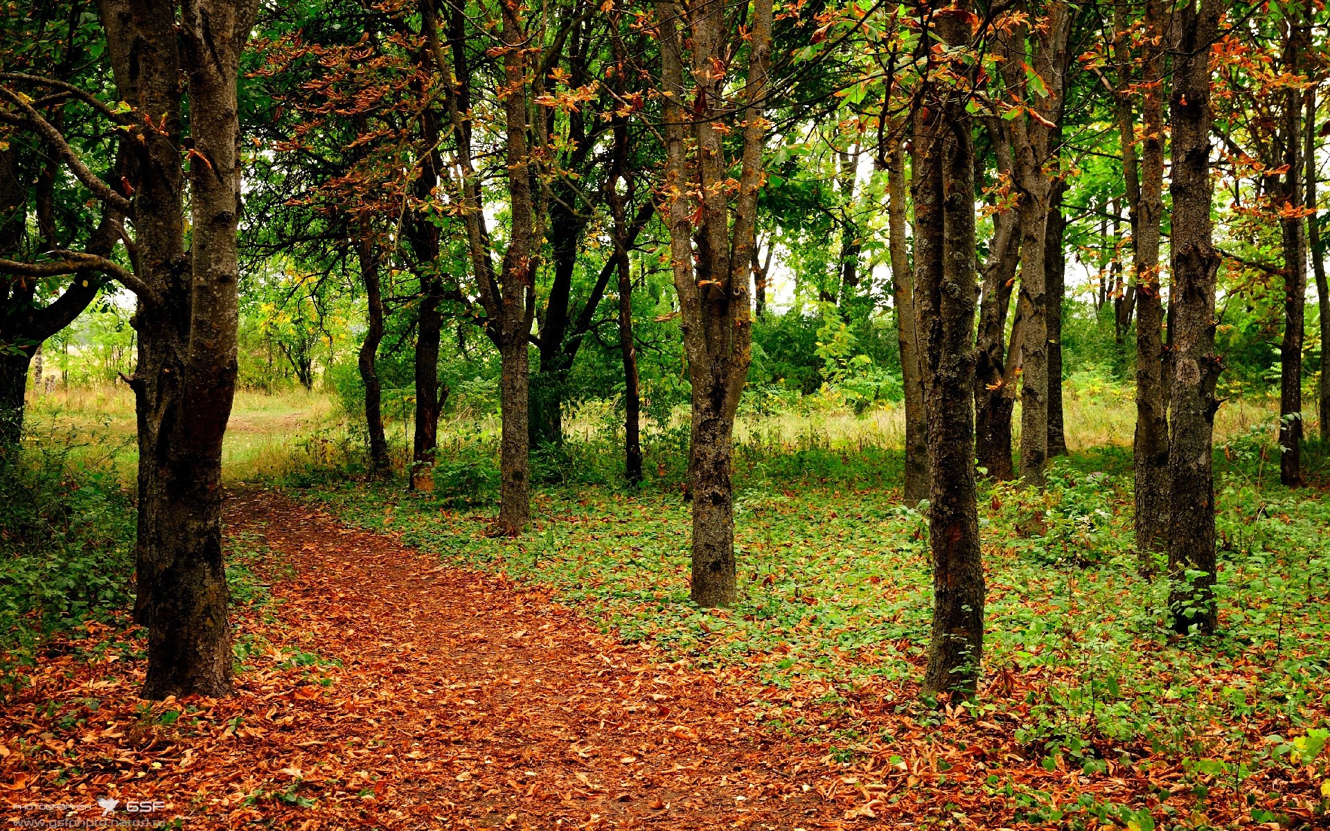 东亚智慧与德国心脏，日本中场节奏艺术与京多安的意甲统治力