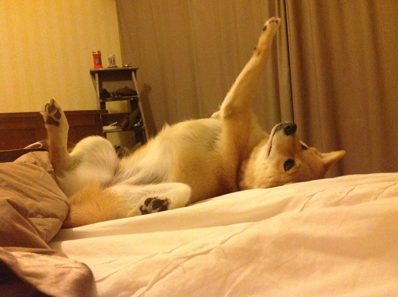 极速狂飙与绿茵奇迹，当F1引擎轰鸣遇上贝蒂斯绝地反击