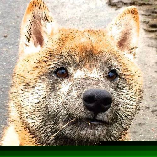 绝杀！从CBA到英超，两种文明，同一种决胜者基因