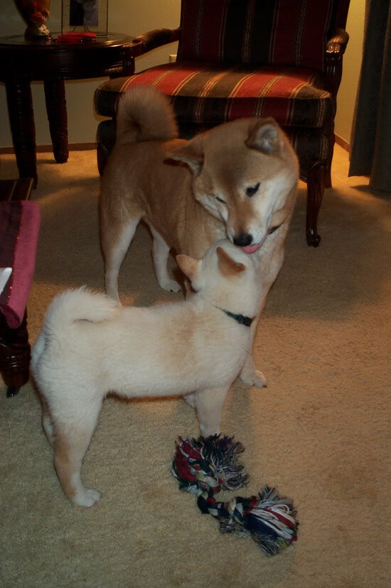 袋鼠铁蹄踏碎探戈之梦,本泽马完美帽子戏法导演南半球史诗级逆转