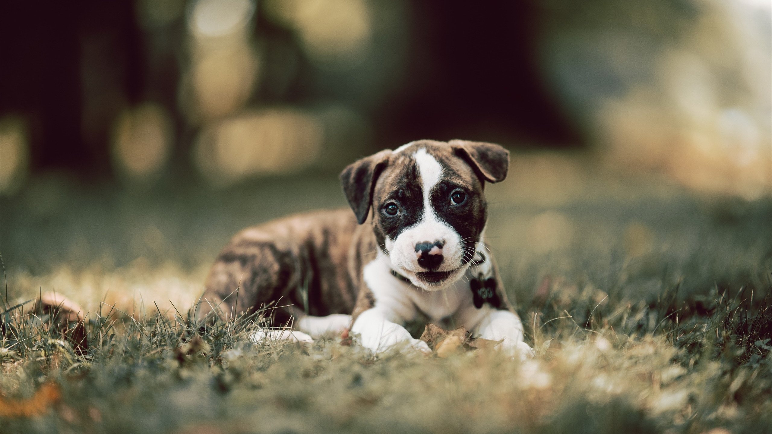 谜局，当国米带走塞内加尔，凯恩如何逆袭成核心