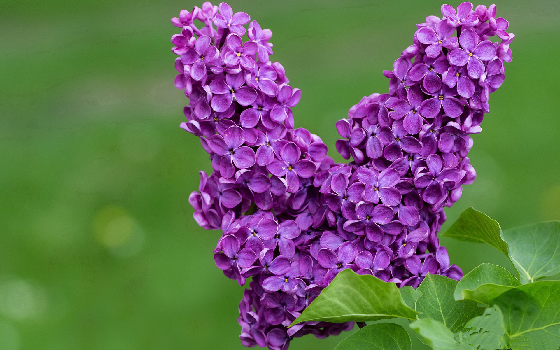 哈弗茨教科书级表现闪耀全场，多特蒙德全面压制几内亚彰显统治力