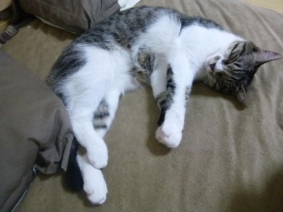 跨洋对话，雄鹿的团队碾压与格林的个人英雄主义