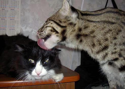 绿茵场上的冰与火，破壁的探戈与筑城的磐石