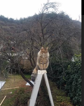 唯一无争议之星，文班亚马领衔步行者踏平深圳队