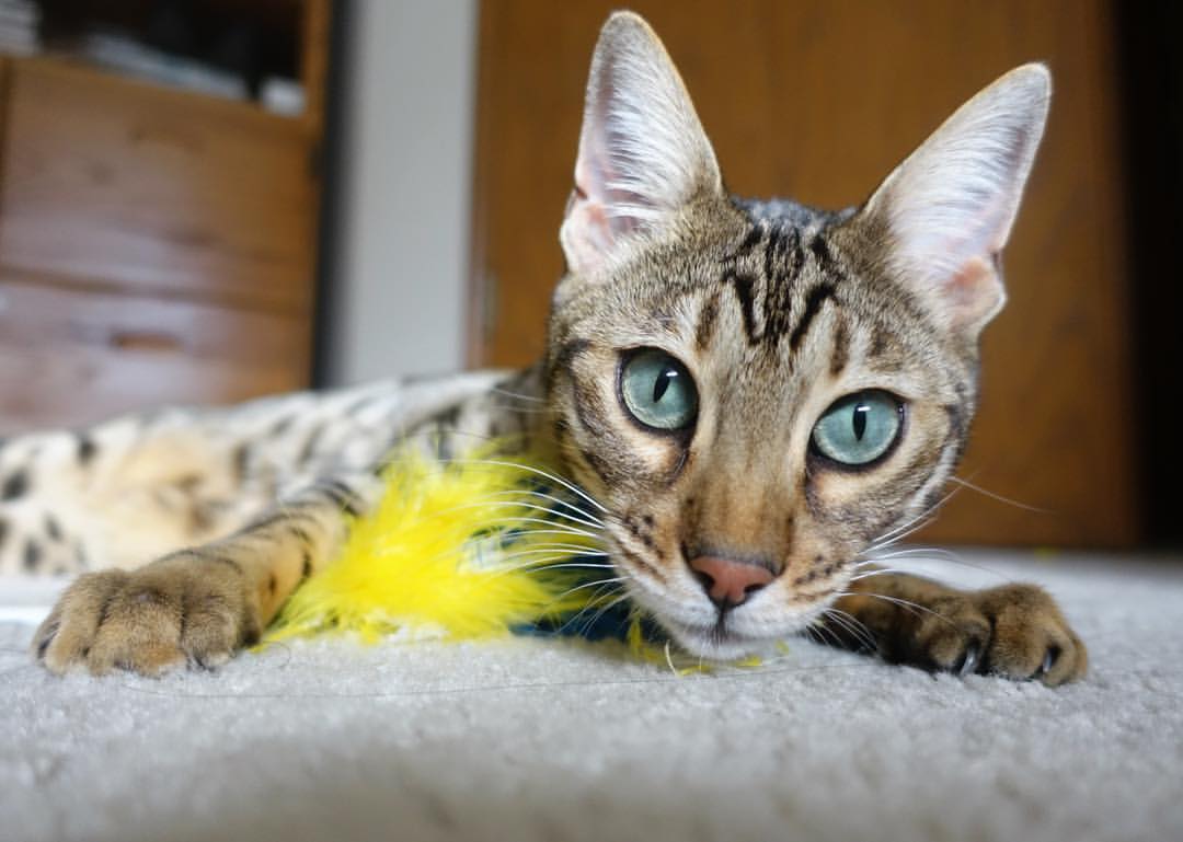 赛博格之舞，当萨内于存在主义之夜涂抹排名废墟