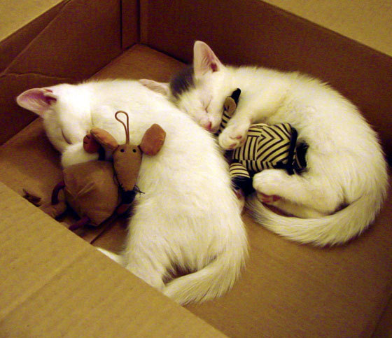 拉梅洛末节狂飙接管战局,凯尔特人险胜开拓者巩固世界排名