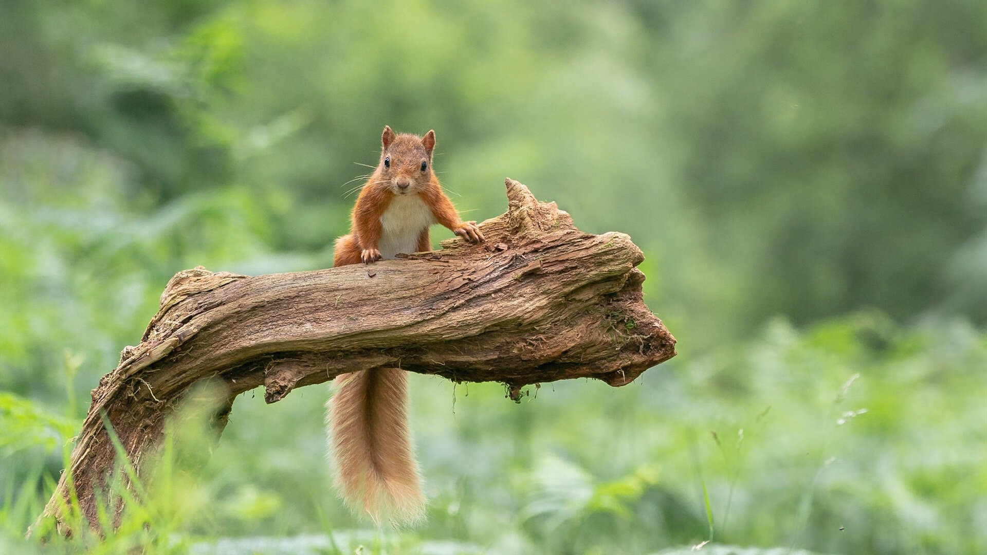 宿命与革新,梅西爆发难敌西班牙精密齿轮,生死战展现足球双重美学