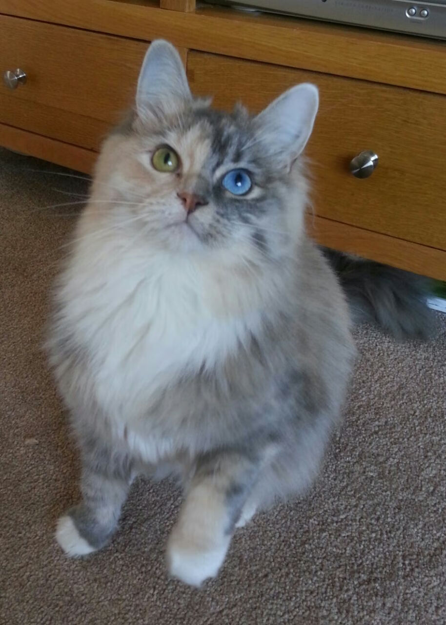 破茧成蝶，克瓦拉茨赫利亚对阵巴西刷新纪录的传奇一夜